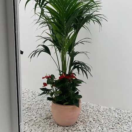 Agaete Pueblo N11 Appartement